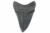Fossil Megalodon Tooth - South Carolina #370453-1